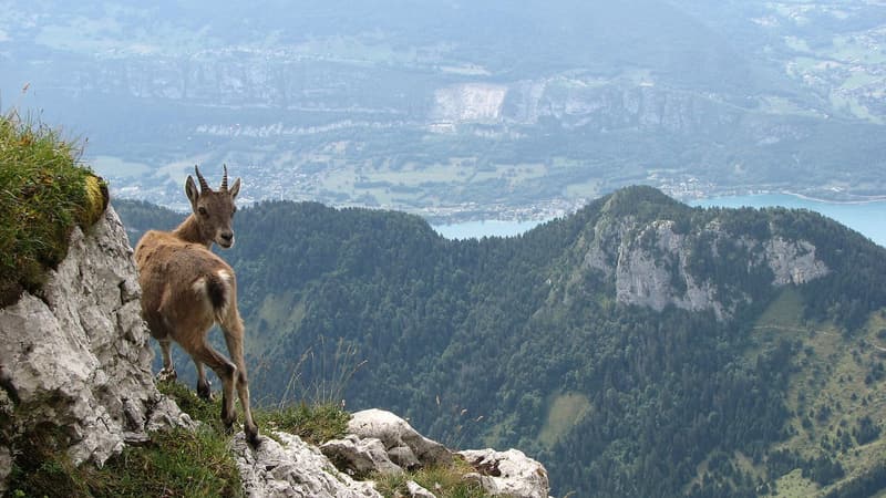 Un jeune bouquetin sur un rocher, le lac d’Annecy en contrebas